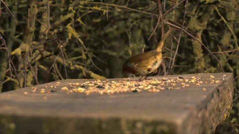 Robin red breast small bird feeding on seeds medium Stock Footage 302189148
