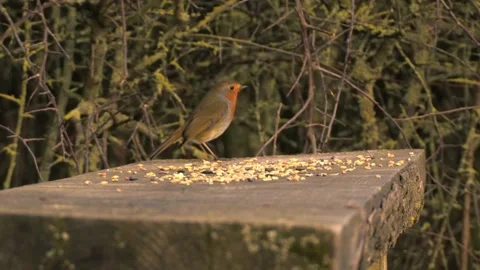 Robin red breast small bird feeding Stock Footage 302190091