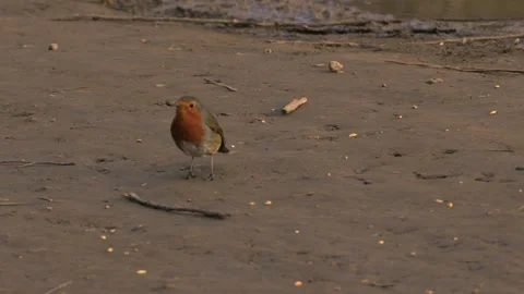Robin red breast small bird feeding on seeds Stock Footage 302840476