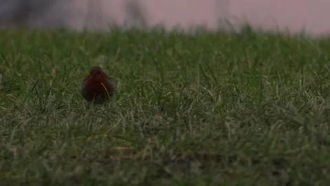 Robin red breast small bird hopping in the grass Stock Footage 305635441