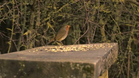 Robin red breast small bird feeding on seeds Stock Footage 307909365