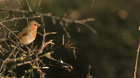 Robin red breast small bird in tree branches Stock Footage 308928423