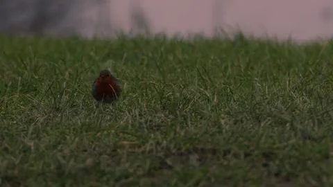 Robin red breast small bird hopping in the grass Stock Footage 310202131