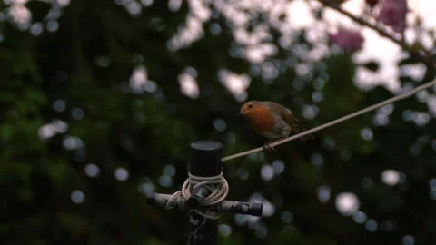 Robin red breast small bird perched on washing line Stock Footage 317989143