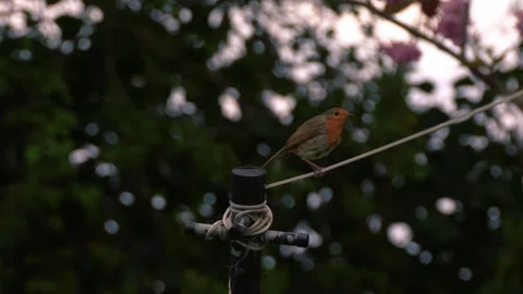 Robin red breast small bird perched on washing line Stock Footage 317993455