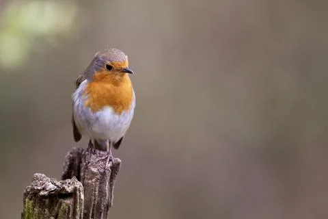 Robin Red Breast with space on right side for text Stockfoto's