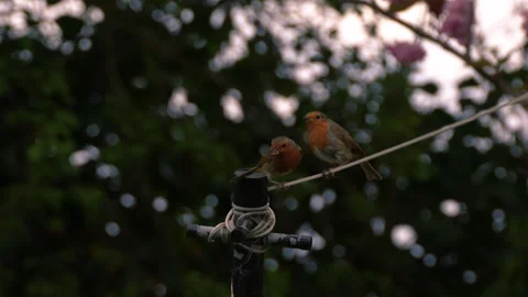 Robin red breast two feed on worms on clothes line Vídeo Stock 307832305