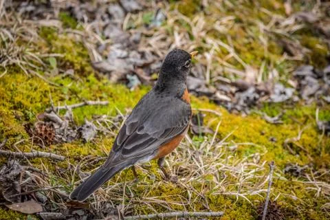 Robin redbreast bird Stock Photos