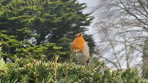 A robin redbreast bird singing Stock Footage 153223995