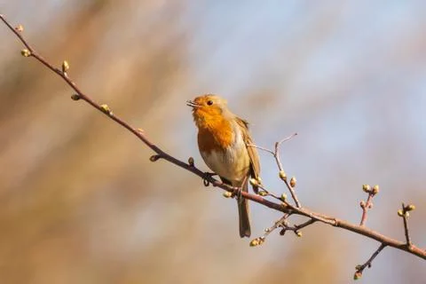 Robin redbreast (Erithacus rubecula) bird singing Stock Photos
