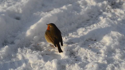 Robin redbreast ( erithacus rubecula ) eating seed in winter snow Stock Footage 86551785