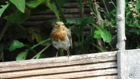 Robin redbreast, Erithacus rubecula, in a English country garden Stock Footage 312877300