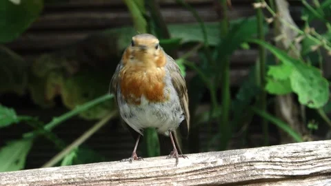 Robin redbreast, Erithacus rubecula, looking forwards and looking around. Stock Footage 312584064