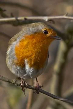 Robin redbreast (Erithacus rubecula) 写真素材