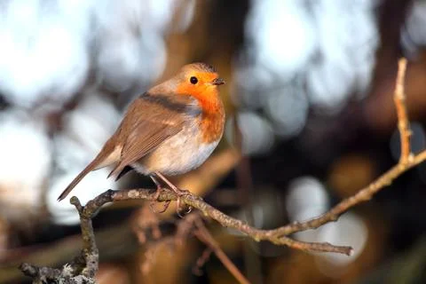 Robin redbreast ( Erithacus rubecula) Stock Photos