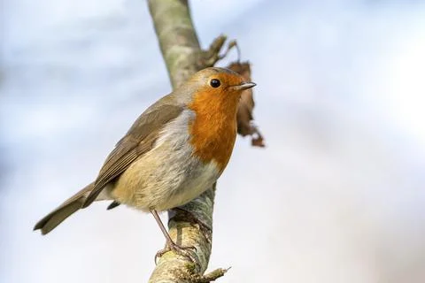 Robin redbreast ( Erithacus rubecula) 库存照片