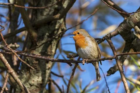Robin redbreast ( Erithacus rubecula) 库存照片