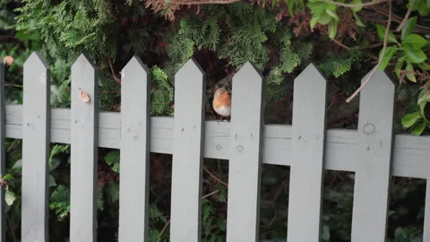 Robin Redbreast Erithacus Rubecula sitting on a grey fence Stock Footage 170268131