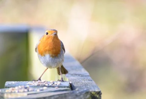 Robin redbreast feeding Stock Photos