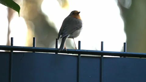 Robin Redbreast in the garden 1 Video stock 130231859