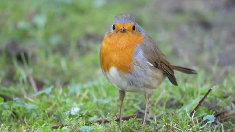 Robin Redbreast in the garden 2 Video stock 130231825