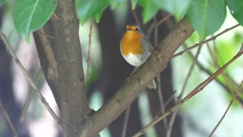 Robin Redbreast in the garden 4 Video stock 130231804