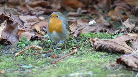 Robin Redbreast in the garden 5 Video stock 130231784