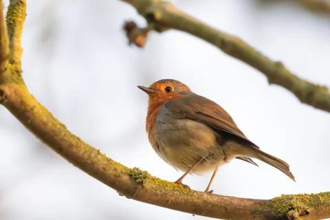 Robin Redbreast Perched in a Tree Фото