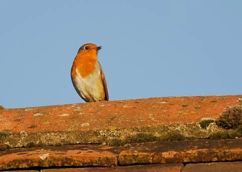 Robin Redbreast Stock Photos
