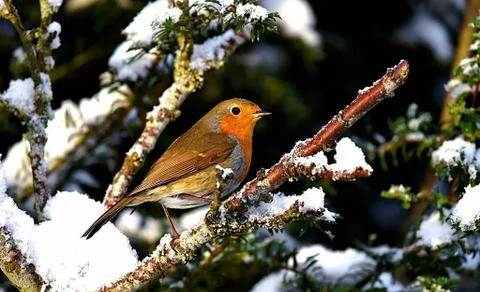 Robin  redbreast Фото