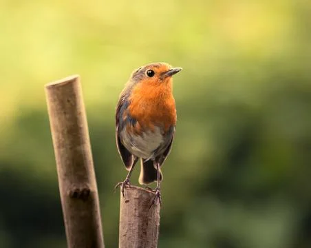 Robin Redbreast Stock Photos