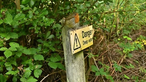 Robin redbreast singing up close with crystal clear sound. Video stock 160979103