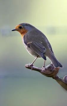 Robin Redbreast in winter sun Foto stock