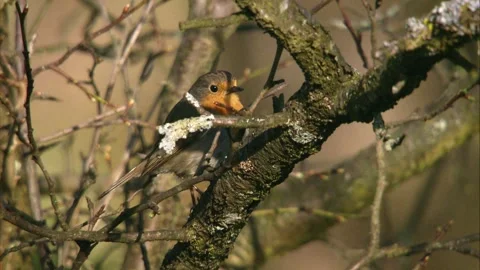 Robin resting on bare branch in early spring Stock Footage 329623770