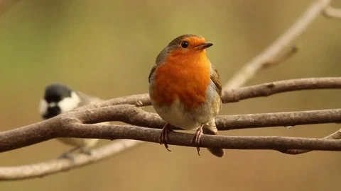 Robin resting on a branch before flying away Stock Footage 82999134