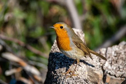 Robin resting on a branch Foto stock