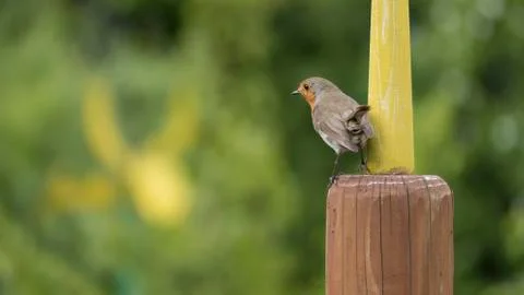 Robin resting on pole 스톡 사진