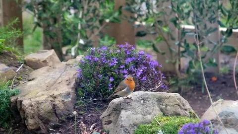 Robin in rockery Stock Footage 78484387