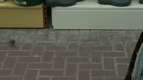 Robin runs across floor Stock Footage 49078439
