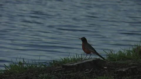 Robin runs off screen 動画素材 12140947