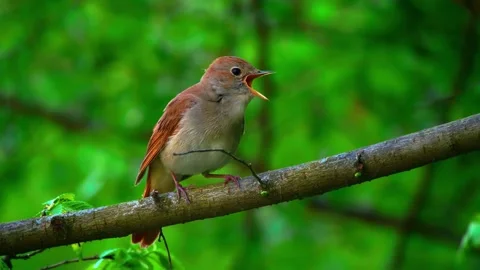 Robin sat on branch Stock Footage 286718909