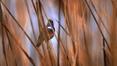 Robin sat on branch Stock Footage 286719359
