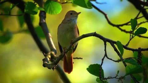Robin sat on branch Stock Footage 286719465