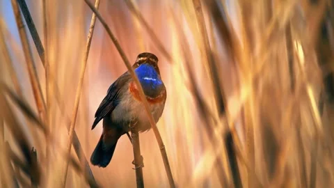 Robin sat on branch Stock Footage 286719469