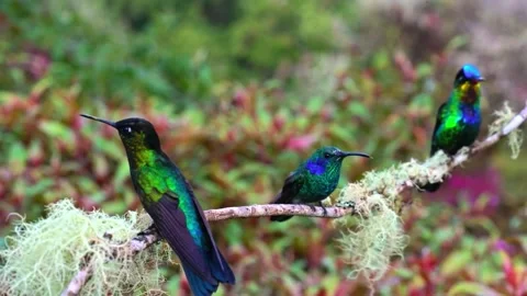 Robin sat on branch Stock Footage 286719476