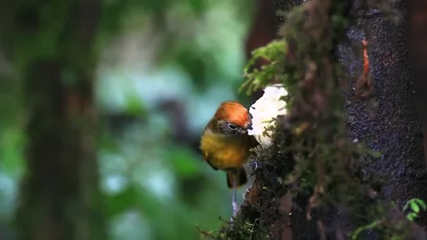 Robin sat on branch Stock Footage 286721498