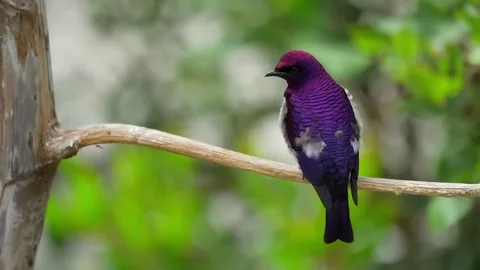 Robin sat on branch Stock Footage 286721525