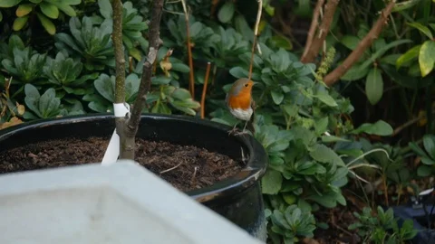 Robin sat on a plant pot 動画素材 115058100