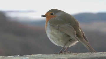 Robin - Scottish Robin Pull Focus &amp; hop away - No Audio 動画素材 86115859