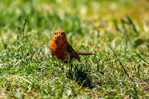 A robin with a seed in its beak, looking at the camera Foto stock